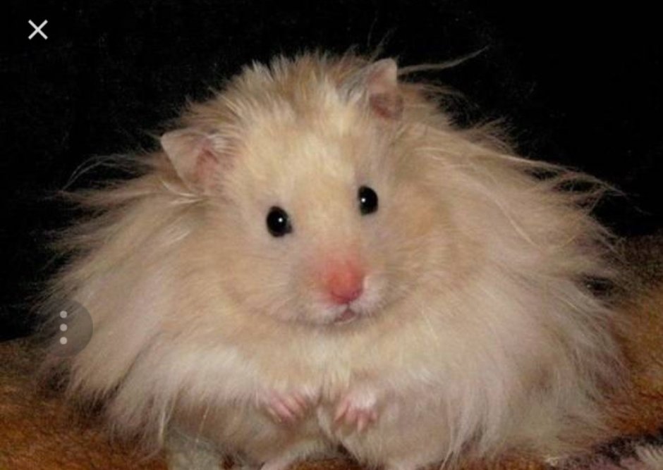 Хомяк на веревке