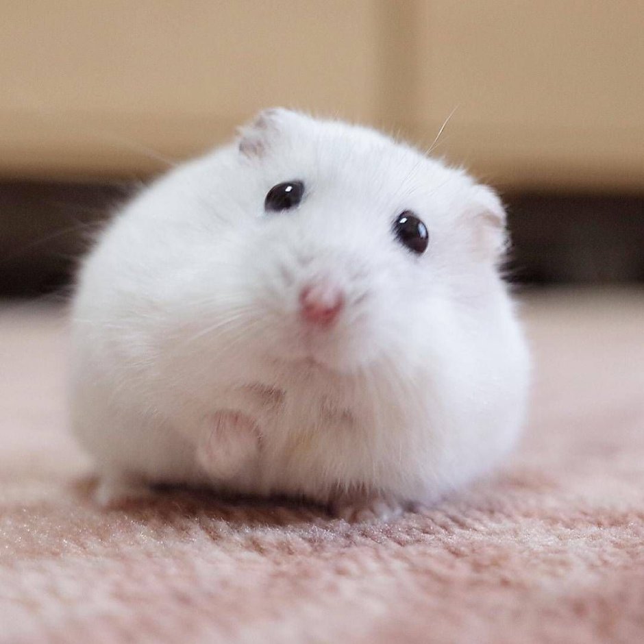 Королевский ангорский хомяк