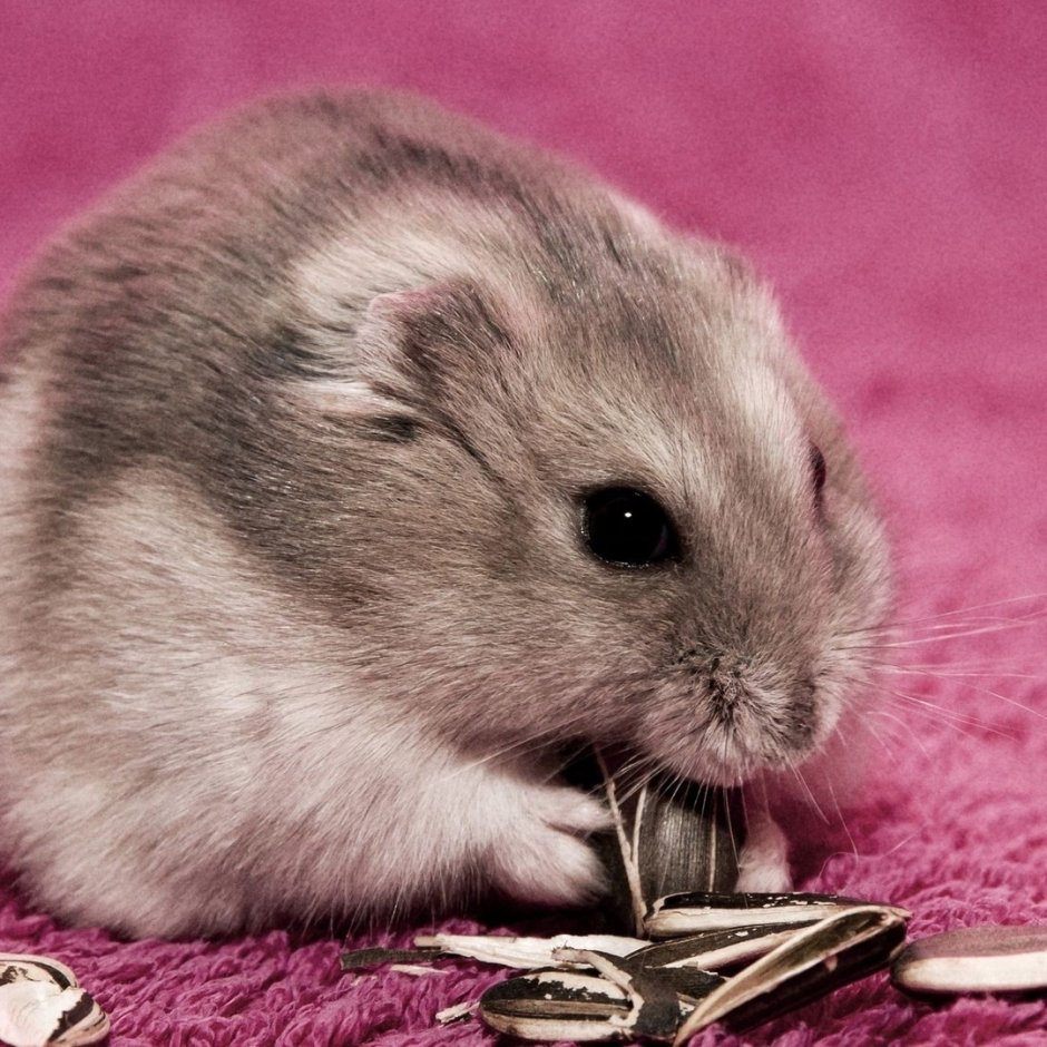 Хомяк настоящий