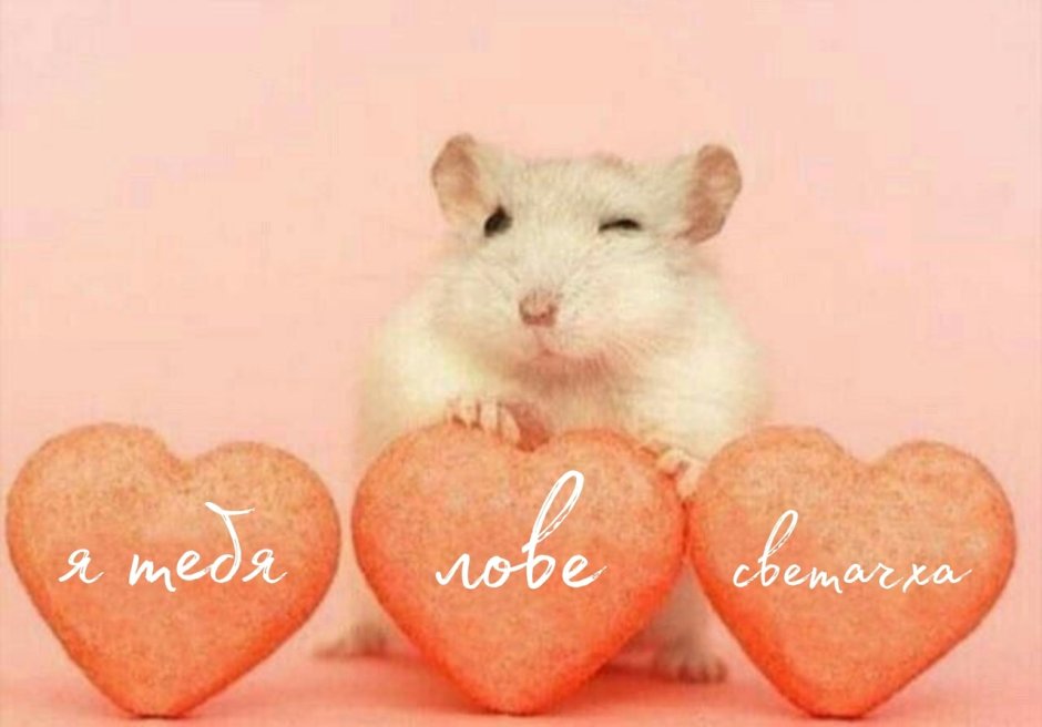 Джунгарский хомяк пушистый