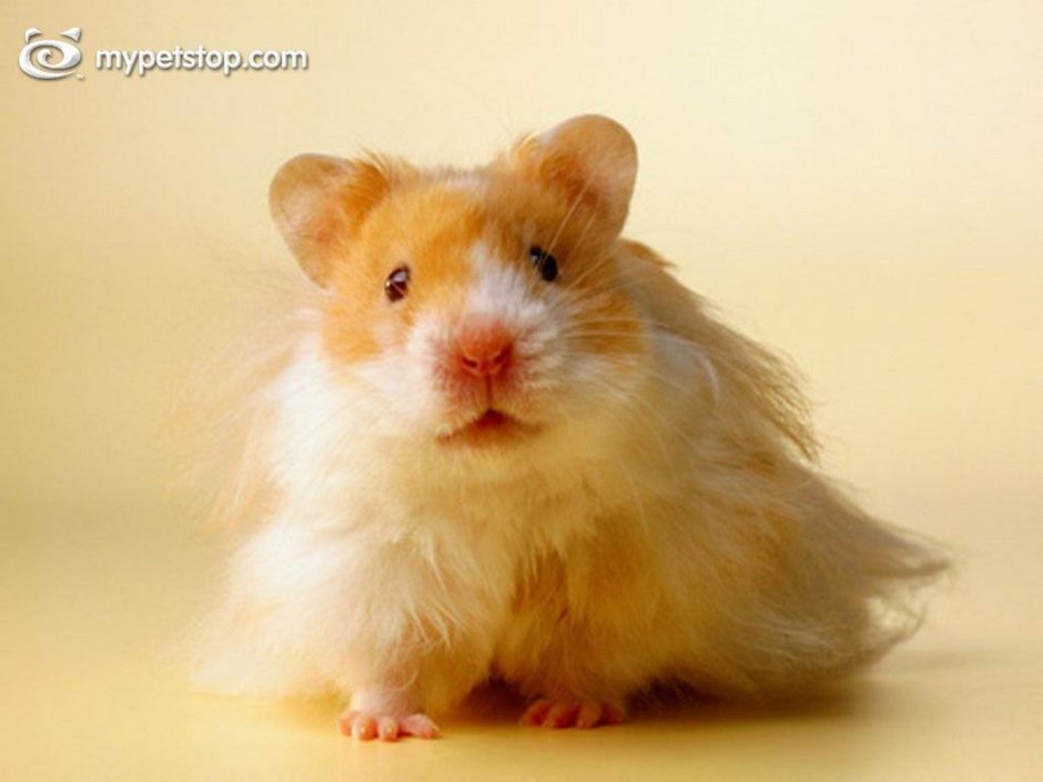 Сирийский хомяк на белом фоне