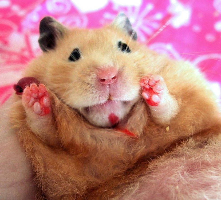 Хомяк пушистый