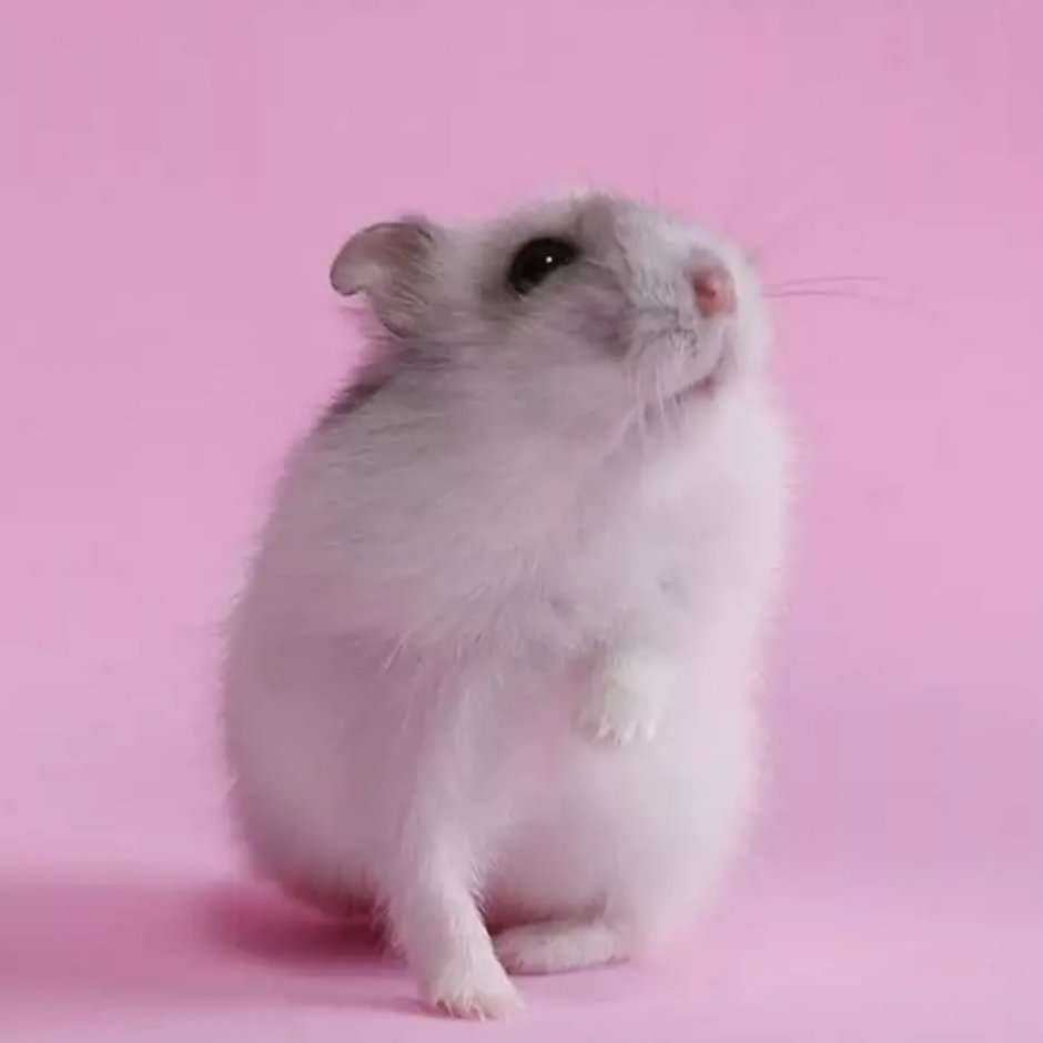 Смешной хомяк с печенькой