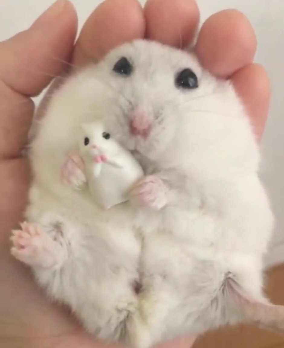 Морские свинки