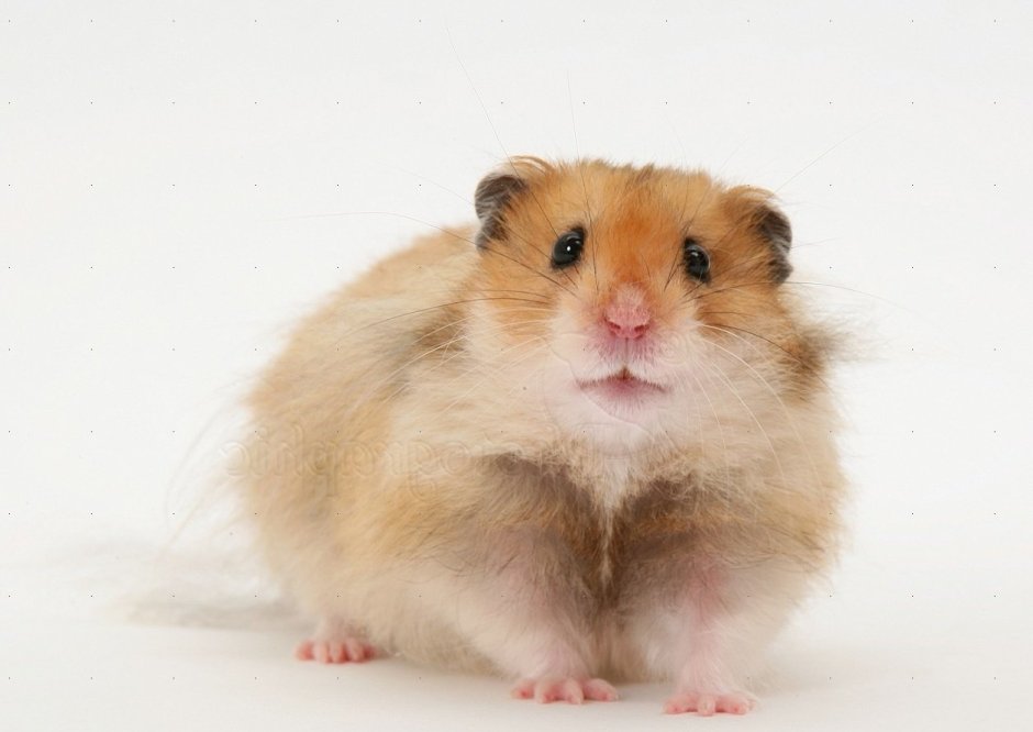 Ангорский хомяк