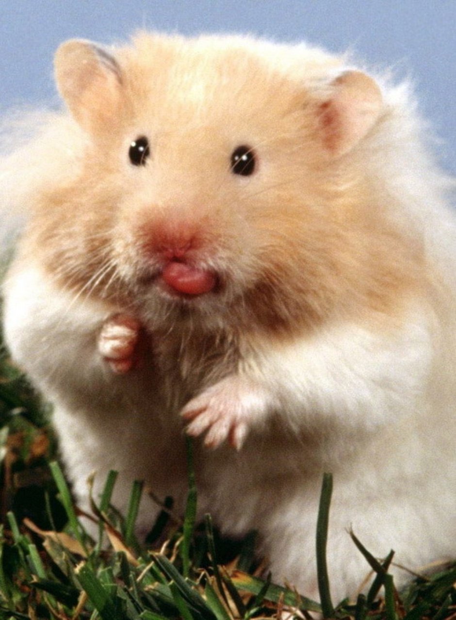 Породы хомяков ангорский