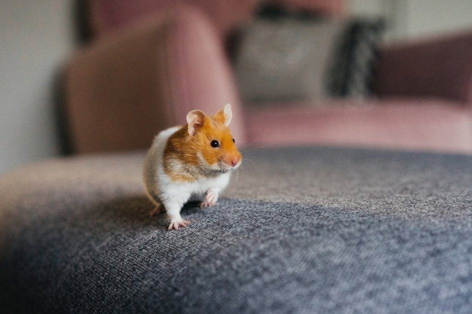 Обои с хомяками