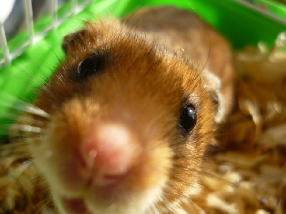 Морская Свинка лункария Перуанская