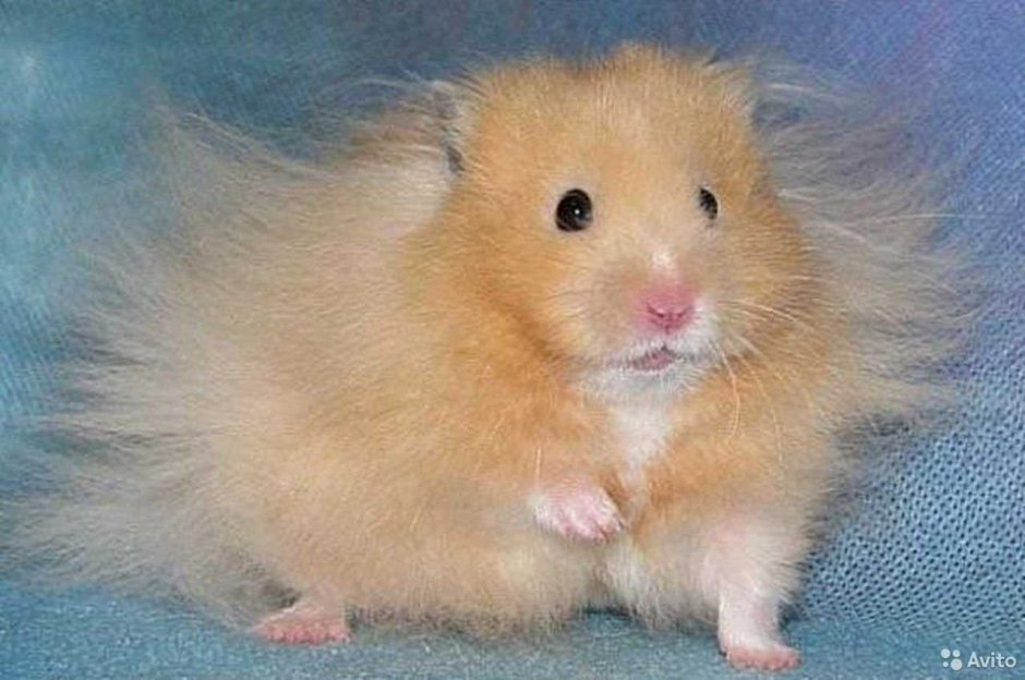 Хомяк джунгарский