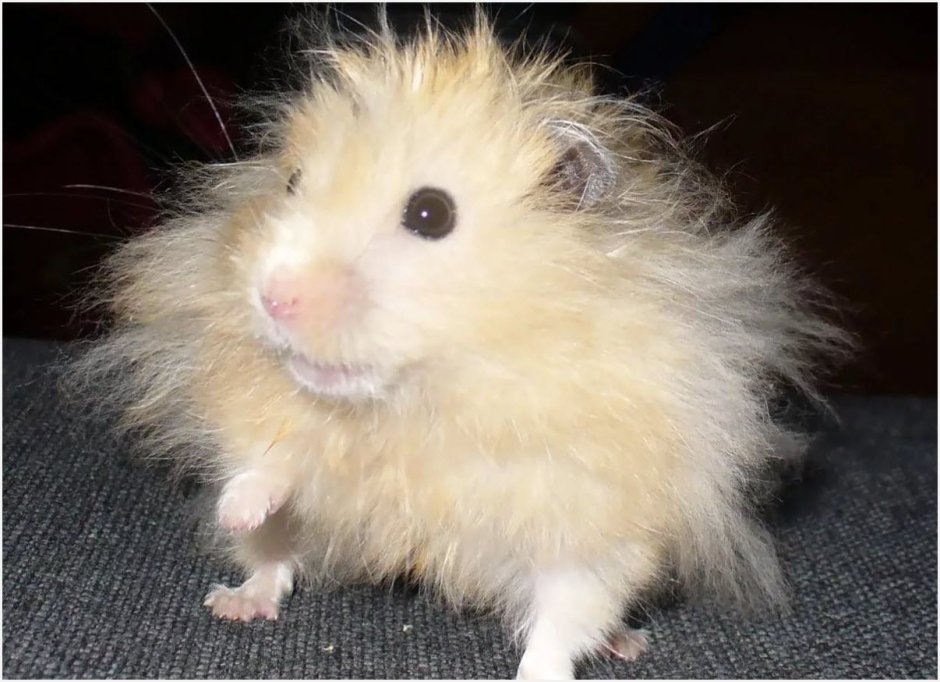 Джунгарский хомяк белый