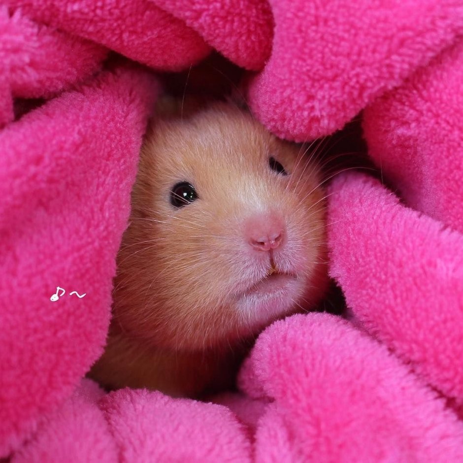 Хомяк пушистый порода