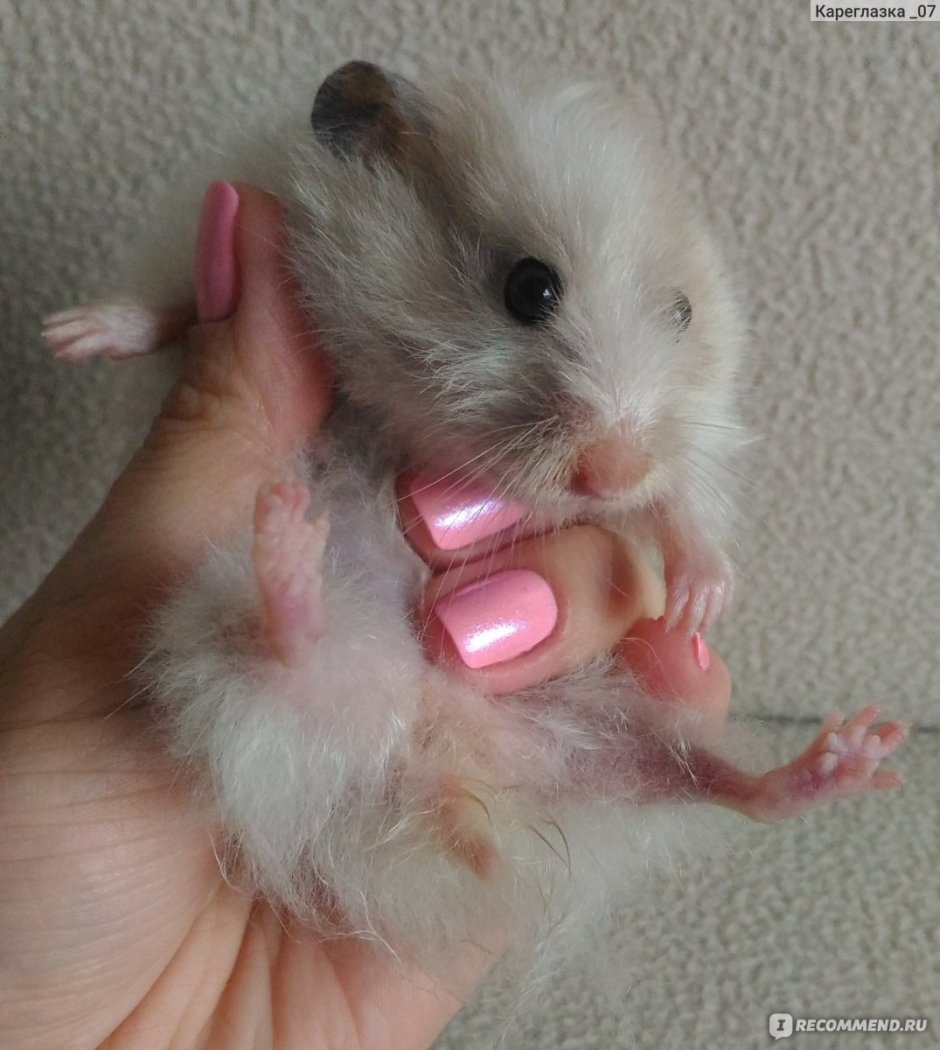 Сирийский хомяк длинношерстный