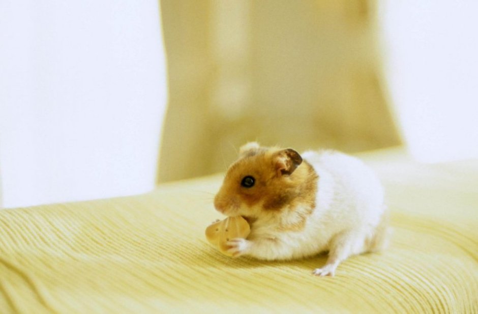 Хомяки пушистые своими руками