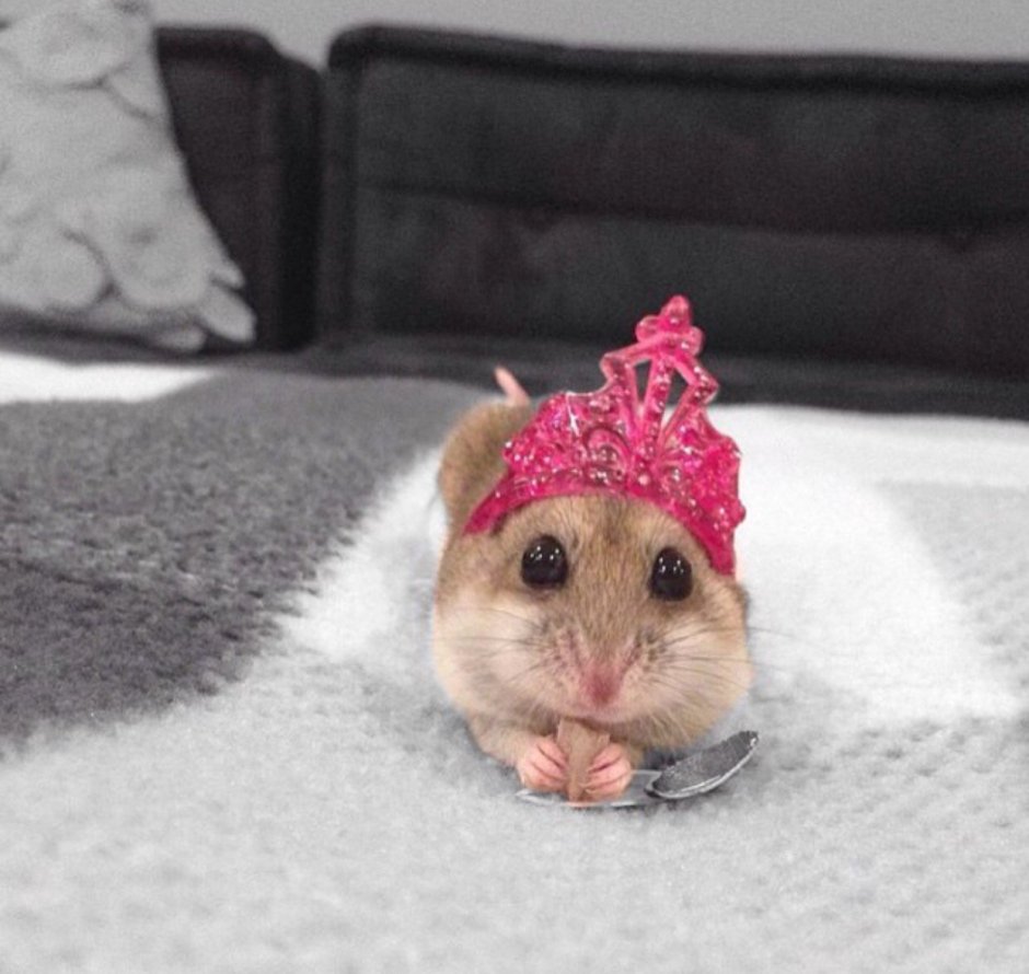 Сирийский хомяк маленький