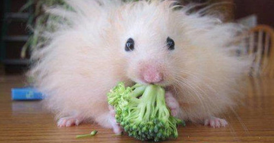 Хвостик хомячка