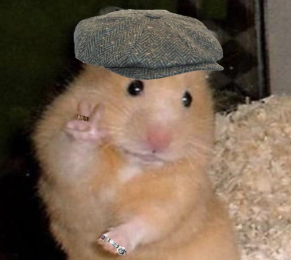 Хомяк джунгарик