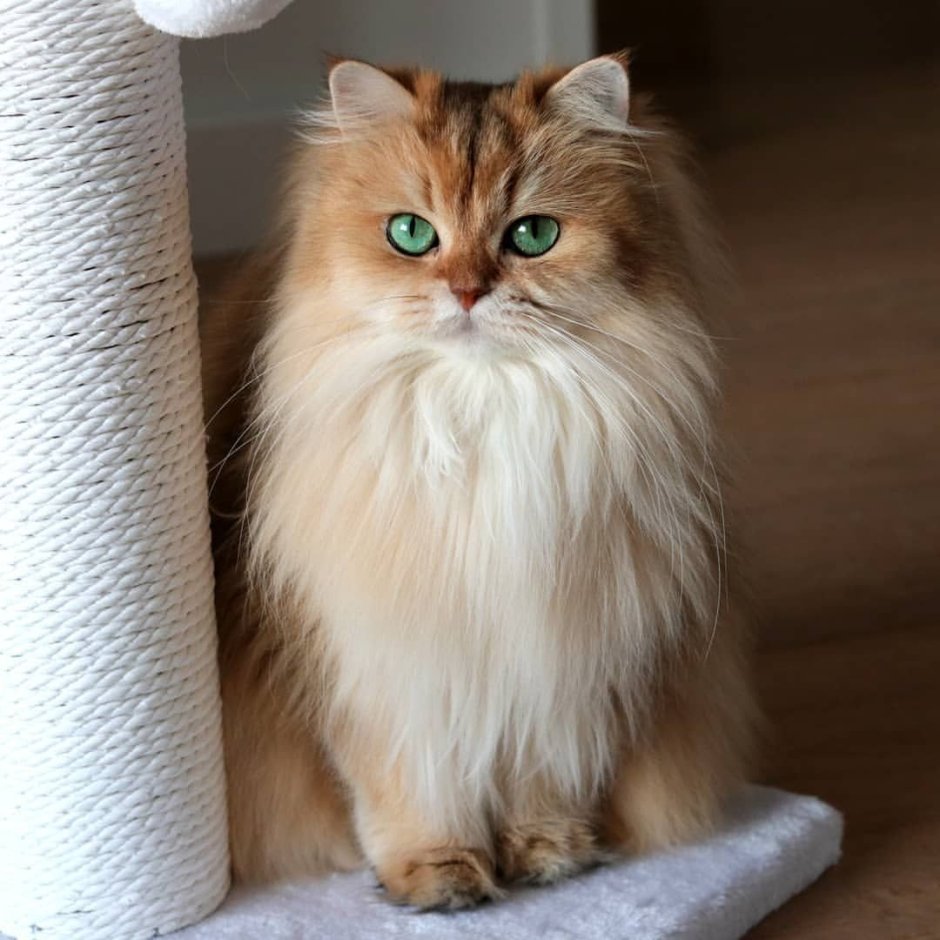 Британская длинношёрстная кошка