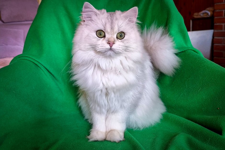 Кошка смузи