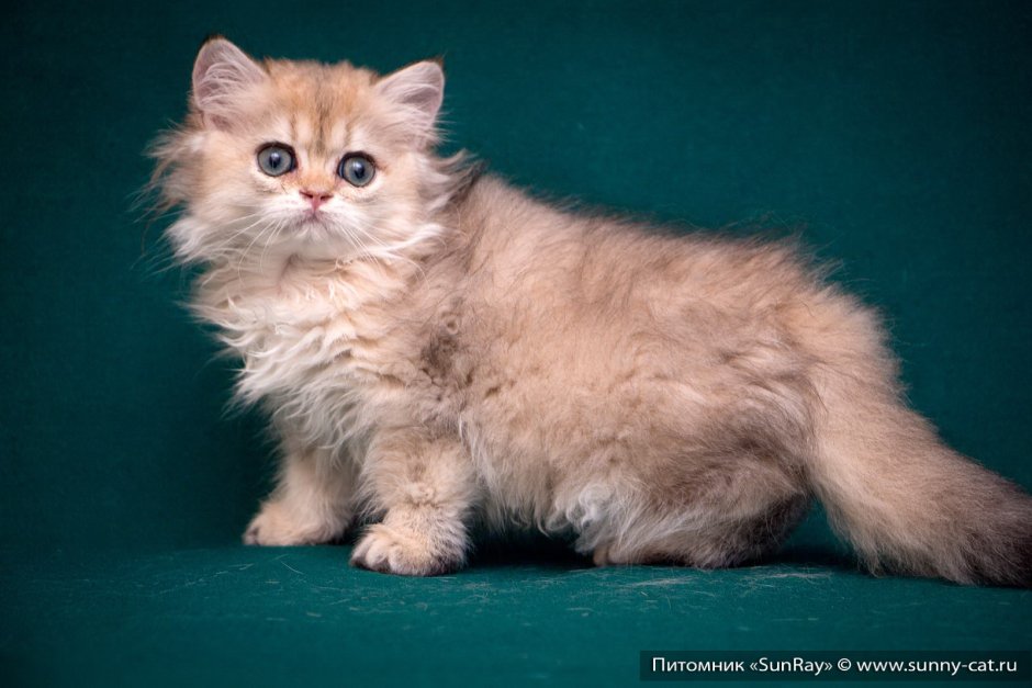 Золотая шиншилла кот длинношерстный
