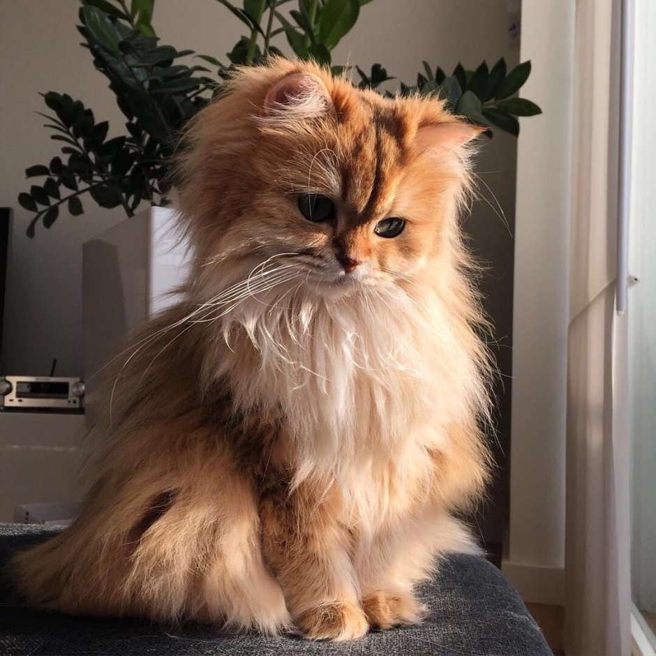 Хайленд страйт Золотая шиншилла