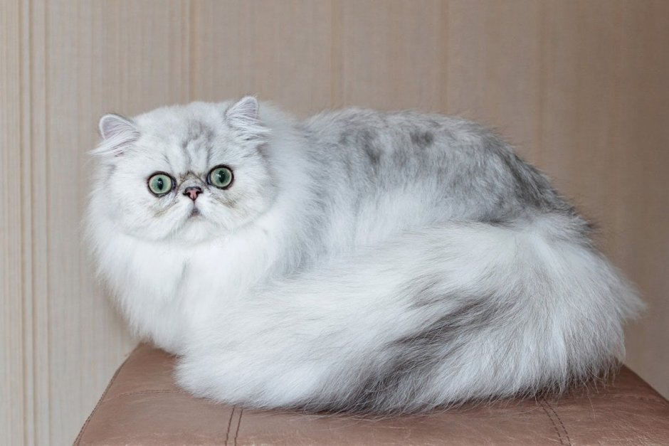 Персидская шиншилла серая