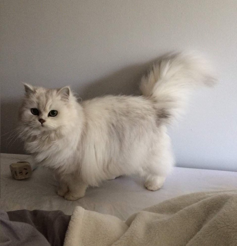 Сибирская шиншилла кошка длинношерстная