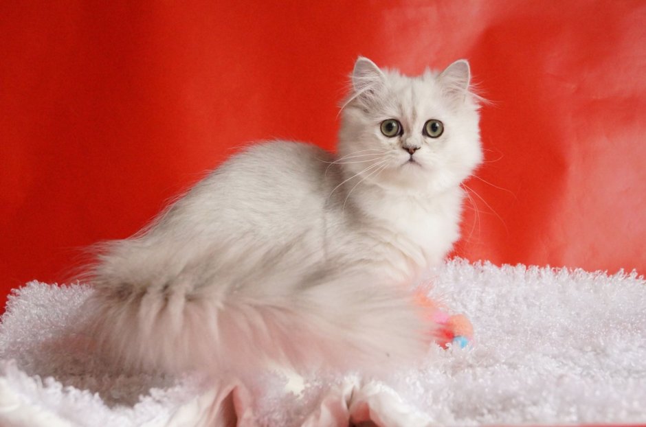 Питомник Peppercats Bri NY 12