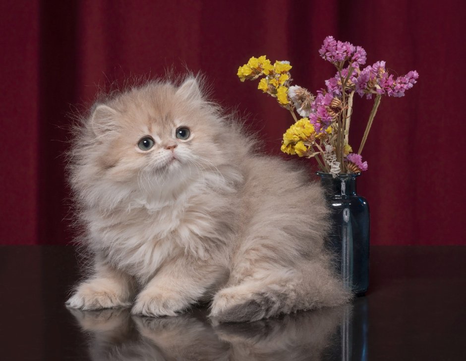 Персидская серебристая шиншилла