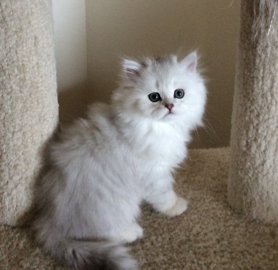 Пушистые коты