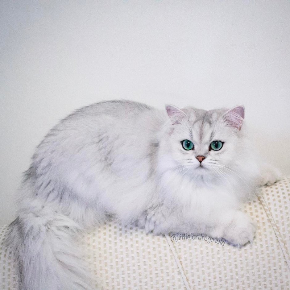 Персидская длинношерстная шиншилла