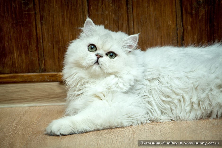 Шотландская длинношерстная смузи