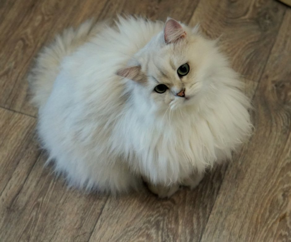 Королевский кот