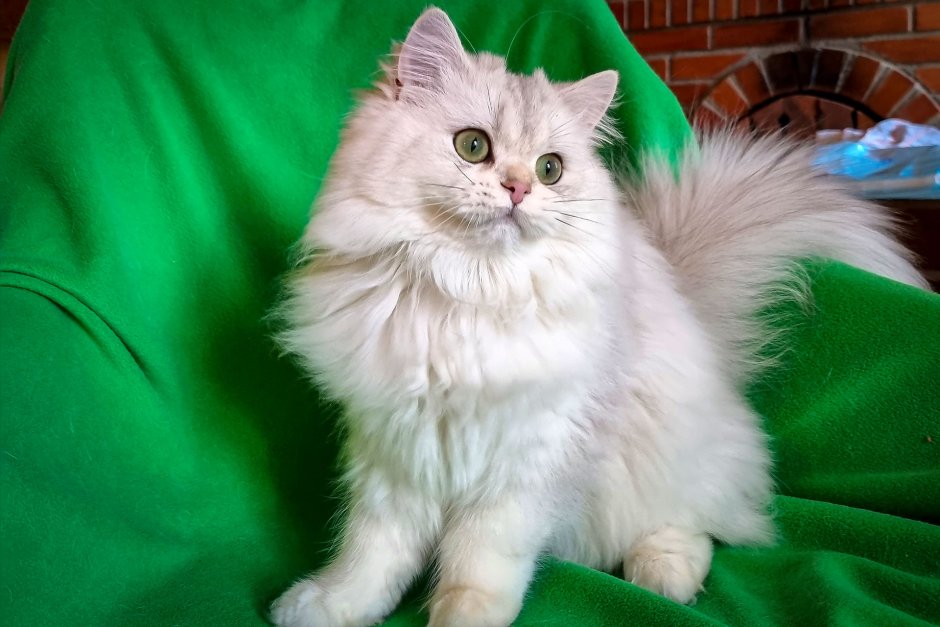 Персидская шиншилла кошка