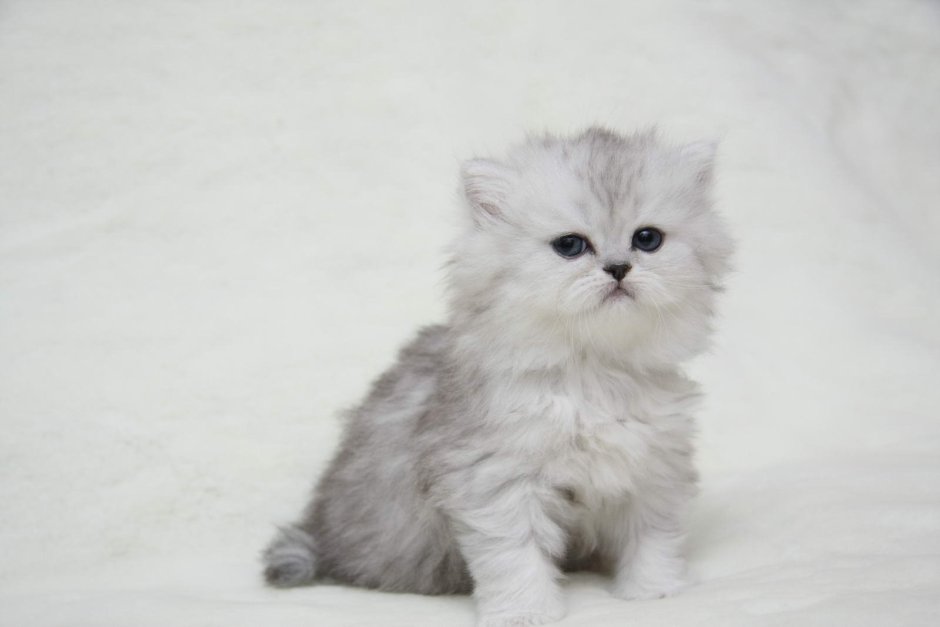 Кот шиншилла длинношерстная