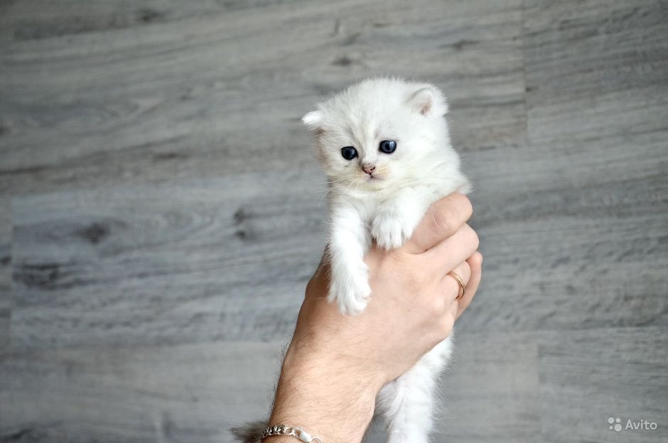 British Shorthair& British longhair перевод