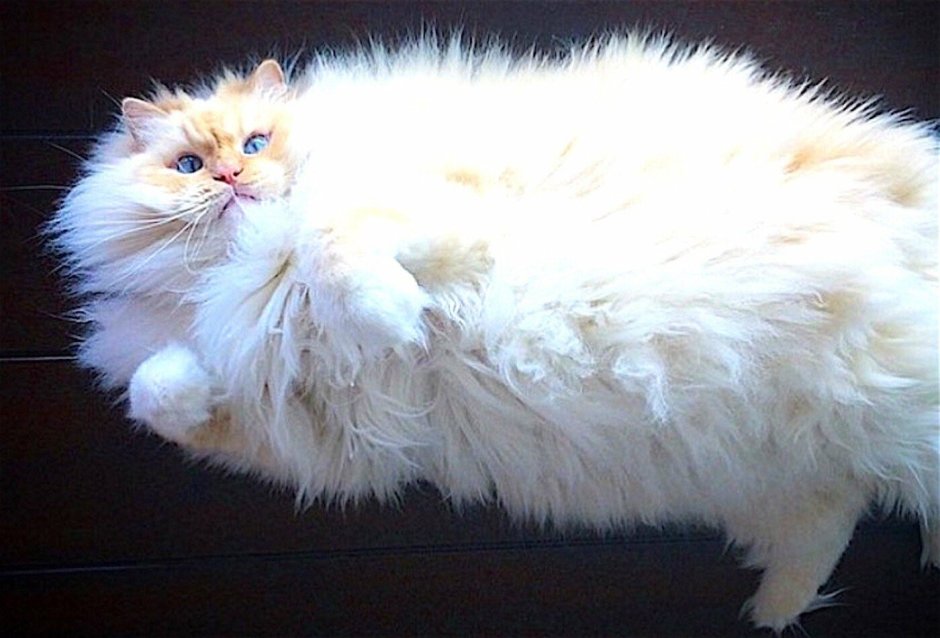 Британская длинношёрстная кошка рыжая