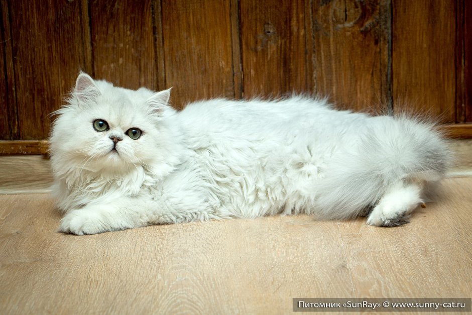 Длинношерстная NY 11 Британская