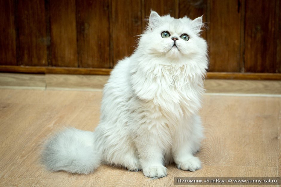 Кошка шиншилла длинношерстная