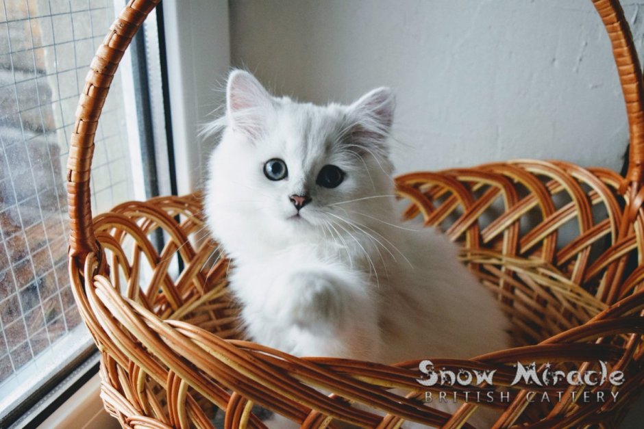 Британская длинношерстная шиншилла