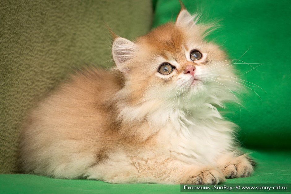 Персидская кошка серебристая шиншилла