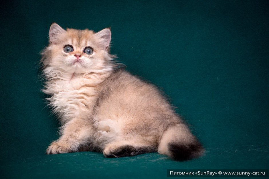 Британская длинношёрстная кошка