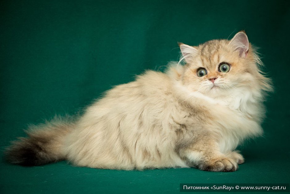 Длинношерстная NY 11 Британская