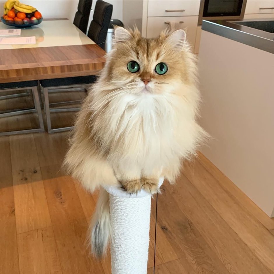 Персидская длинношерстная шиншилла