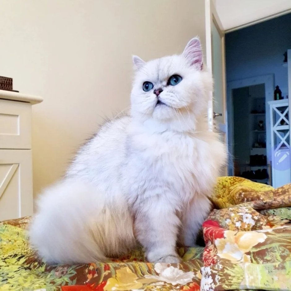 Персидская серебристая шиншилла