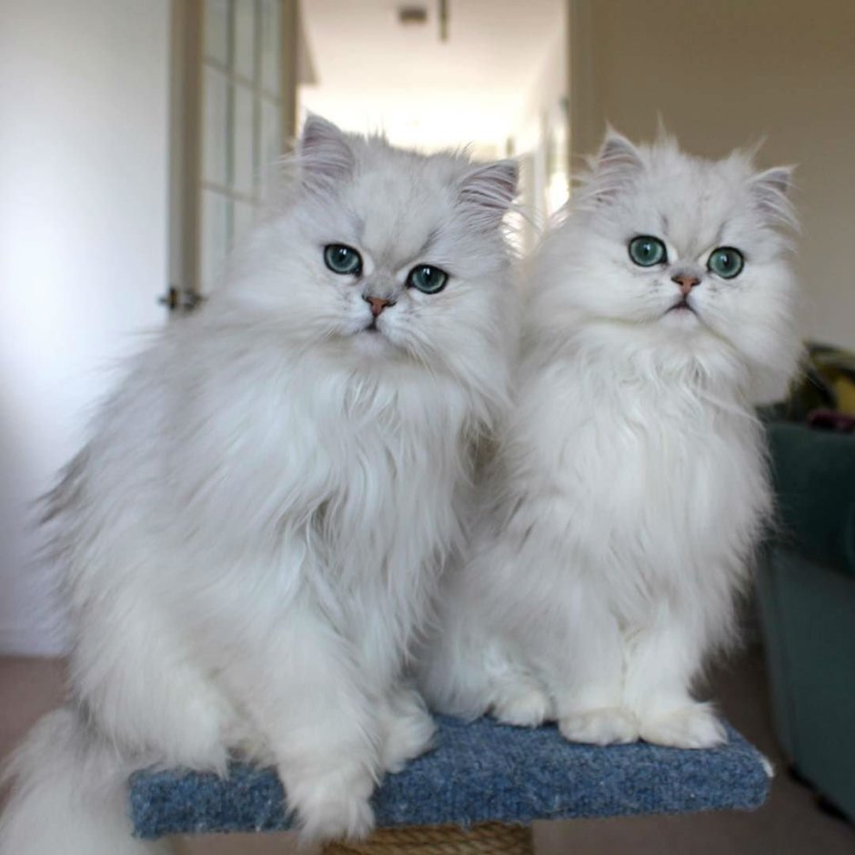 Длинношерстные коротколапые кошки