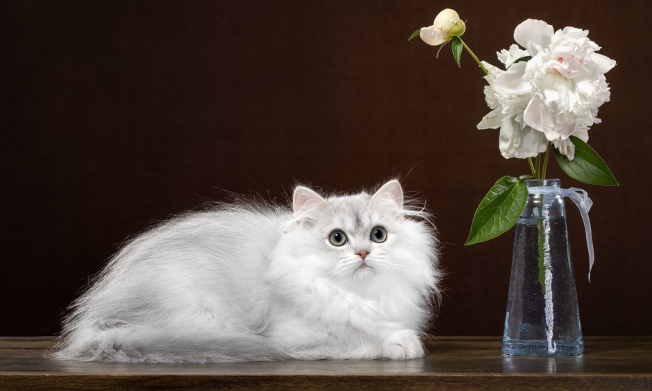 Британская шиншилла длинношерстная кошка