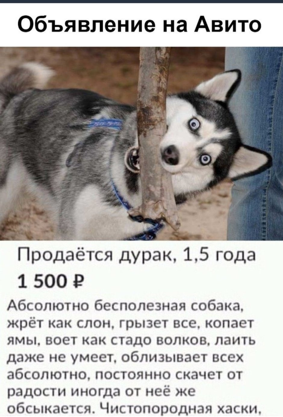 Крыса хаски 2 месяца