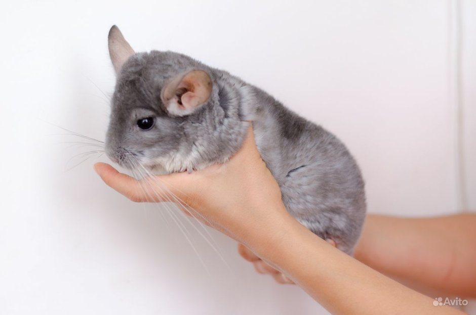 Шиншилла черный вельвет