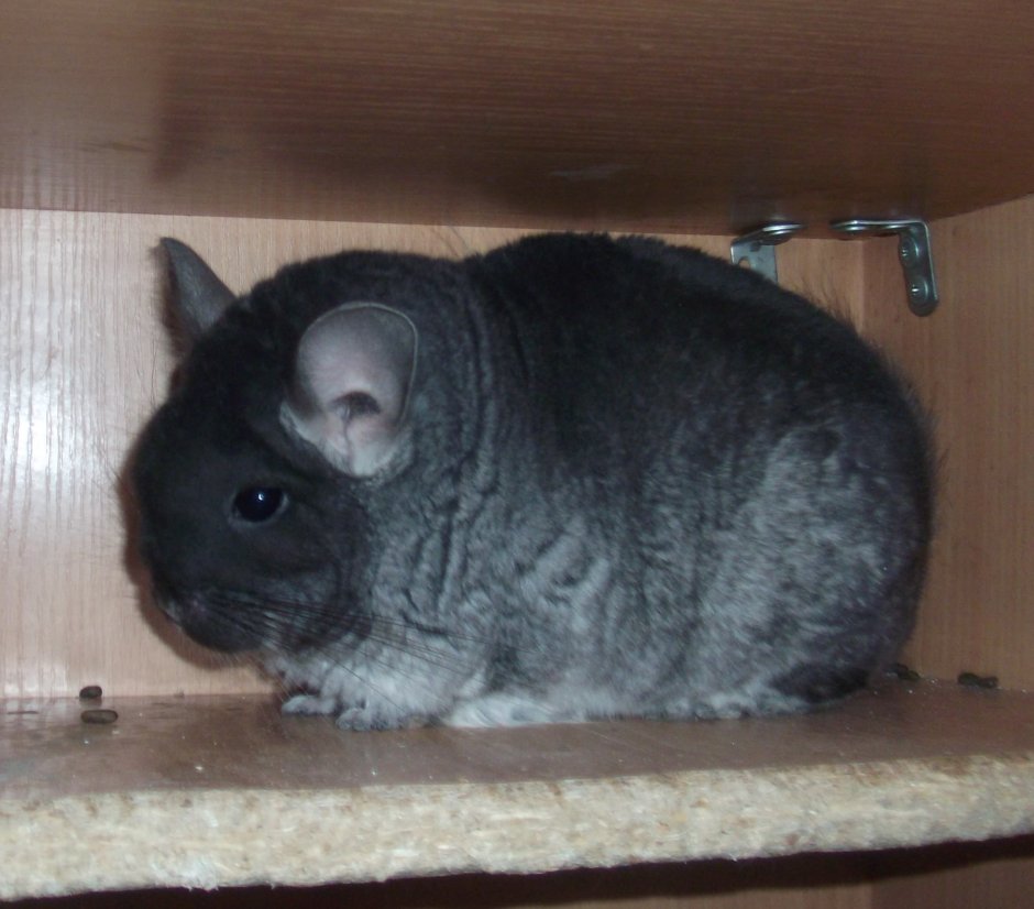 Шиншилла эбони
