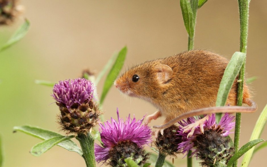 Мышь-Малютка (лат. Micromys minutus)